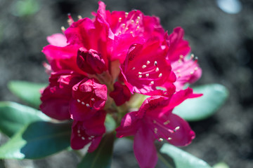 Fototapeta na wymiar red rhododendron