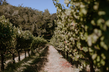 White wine vineyard with grape clusters