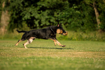 German shepherd with shiny black coat running on meadow with aport in his mouth  - obrazy, fototapety, plakaty