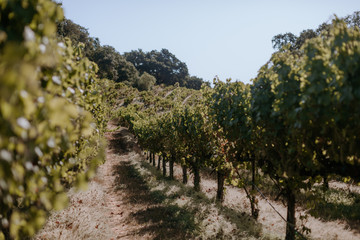 Fototapeta na wymiar White wine vineyard with grape clusters