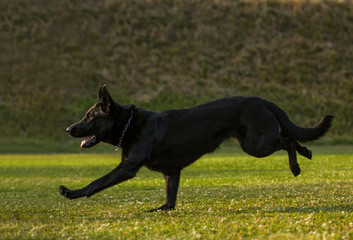 German shepherd with shiny black coat running on meadow with aport in his mouth 