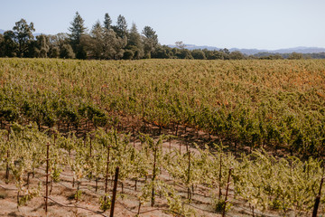 Fototapeta na wymiar Wine country vineyard landscape during crush
