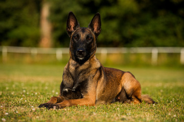 beautiful Belgian malinois dog walking, sitting and lying on grass and jumping over the obstacle, dog with open mouth, Belgian shepherd 