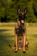 beautiful Belgian malinois dog walking, sitting and lying on grass and jumping over the obstacle, dog with open mouth, Belgian shepherd 