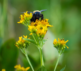 Carpenter Bee on a yellow flower in park in Roswell Georgia.