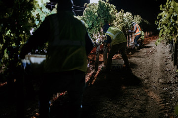 Vineyard harvest workers at nighttime pick