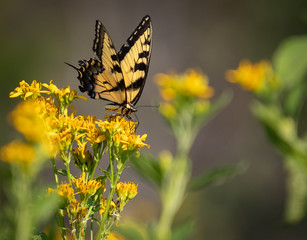 Swallowtail Butterfly in woodland park in Roswell Georgia.