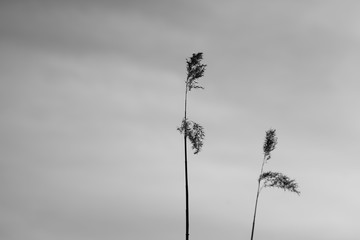 grass in the wind