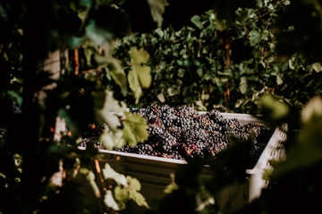 Close up of red grapes in bin during early morning harvest.
