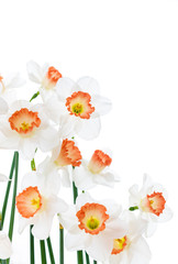 Close up of Fresh White and Pink Daffodils