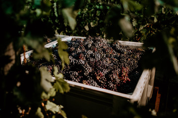 Red grapes close up after harvest at dawn