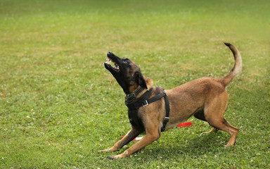 brown dog Belgian Malinois is barking and showing teeth 