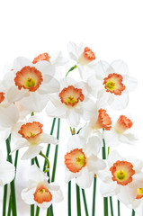 Close up of Fresh White and Pink Daffodils