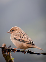 sparrow on a fence