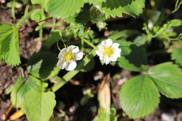 paysage d'un jardin fleuri au printemps
