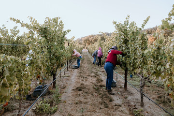 Female vineyard workers harvest red grapes at first light in Healdsburg.