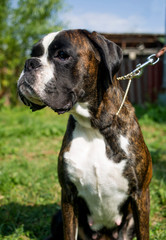 sitting brown dog boxer with open mouth and tongue out portrait 