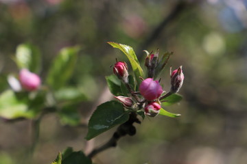 paysage de printemps pommier en fleurs