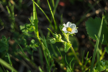 strawberry flowers