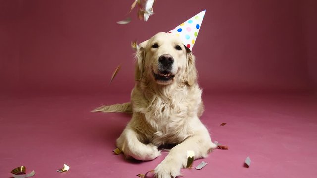 Cute dog in party hat and falling confetti on color background