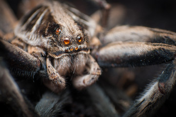 wolf spider on a stone