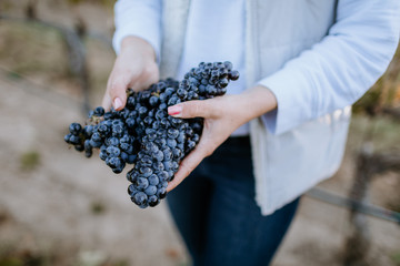 Female hands hold clusters of red grapes in the vineyard.