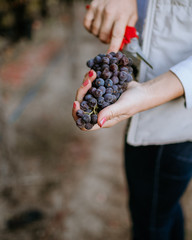 Female hands hold clusters of red grapes in the vineyard.