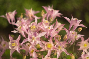 close up of pink flower