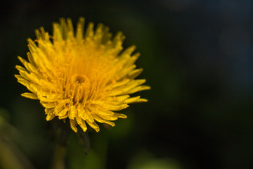 yellow dandelion flower