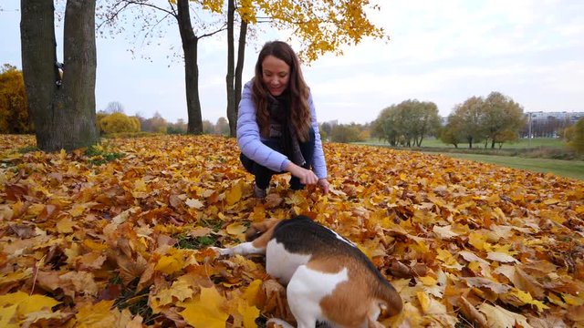 Obedient dog roll on back, following woman command. Fallen foliage lie on ground. Beagle readily perform simple trick, spend time with owner lady in autumn park