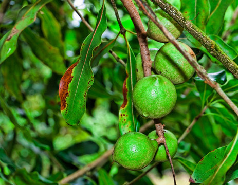 Macadamia Nuts on The Trees at  The Mauna Loa Macadamia Nut Factory, Keaau, Hawaii, USA