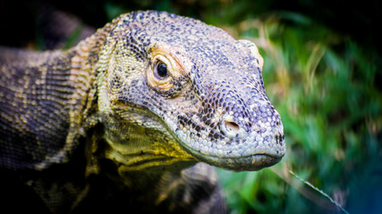 close up of iguana