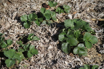 Forest strawberry plants field in the dry leaves during springtime