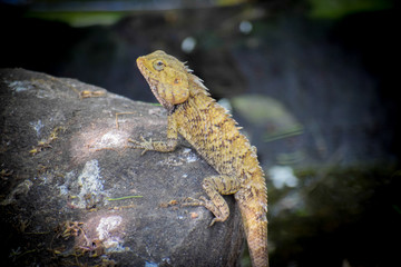 lizard on a rock
