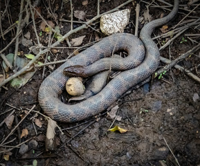Water-snake rapped around baseball in marsh at wildlife sanctuary in Roswell Georgia