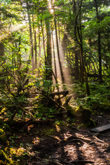 Sunbeams Through Hardwood Forest, Clingmans Dome, Great Smoky Mountains National Park, Tennesseee, USA