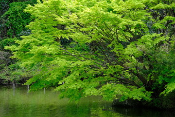 Fototapeta na wymiar green leaves over pond