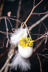 Ei gefüllt mit mit Forsythien