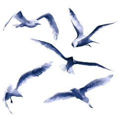 Set Birds watercolor illustration