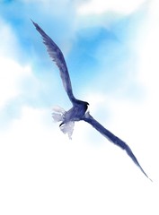 Seagull bird in the blue sky. - 339343350