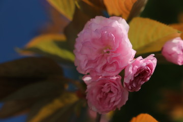 paysage de printemps cerisier du japon en  fleurs