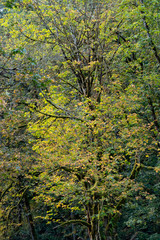 a bright yellow tree covered in moss