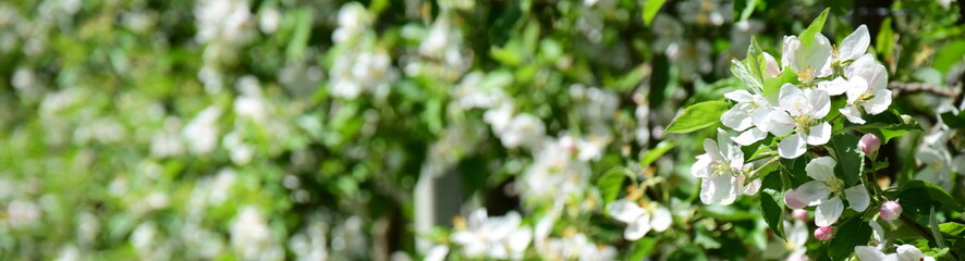 Fototapeta premium Apfelbaumblüten