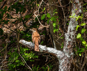 Brown Thrasher sitting on tree branch in park in Roswell Georgia.