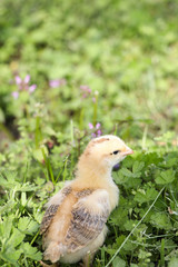Twin or couple of little chickens friend between brown and yellow color on green or natural background and on wood floor, Both of chicks, Newborn of chickens for concept design and decorative workings