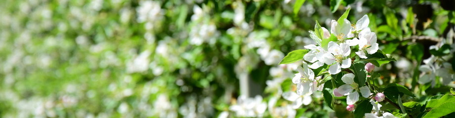 Apfelblüten im Sonnenschein - Blütezeit in Südtirol - Hintergrund