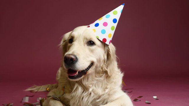 Cute dog in party hat on color background