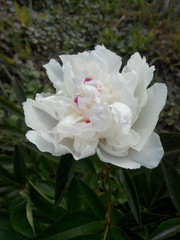 White peony on green leaves background