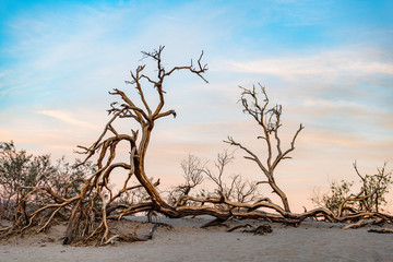 Fototapeta na wymiar Dead tree and sand dunes on a sunset in the Death Valley National Park, California, USA.
