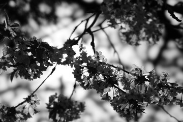 branches of a tree in the sun